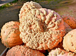 Peanut Pumpkin 15 Seeds Galeux D&#39;Eysines French Winter Squash Goard Fresh Garden - $13.69