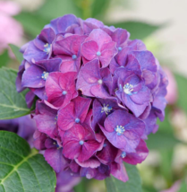 1 Pc 4&quot; Pot Purple Pink Hydrangea Flowers, Perennial Hydrangea Live Plan... - £55.32 GBP