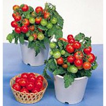 Usa Seller Red Robin Tomato Seeds Fast Shipping - £7.56 GBP