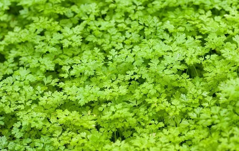 Winter Chervil 500 Seeds Fast Shipping - £6.86 GBP