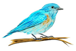 Vinyl Sticker Decal for Window Refrigerator Home &amp; Wall - NY State Bird Bluebird - £5.55 GBP+