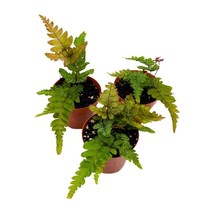 Mahogany Fern 2 inch Set of 3 Didymochlaena truncatula Tiny Mini Pixie Plants - $18.49