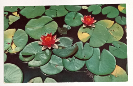 Pond Lilies Flowers Plants Edenton North Carolina NC Postcard c1940s - $4.99