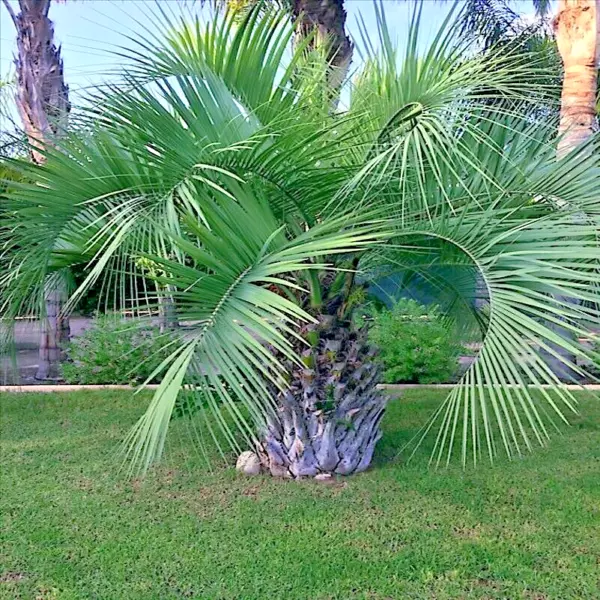 10 Jelly Pindo Palm Tree Seeds (Butia Capitata) Cold Hardy Tropical Fruit Plant  - $21.90