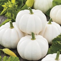 USA Seller Baby Boo Pumpkin Seeds Mini White Pumpkins Jack Be Little Fall Decora - £7.43 GBP