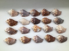 Lot of 20 Florida Fighting Conch Seashells 3 in Natural Beach Nautical D... - $24.70