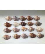 Lot of 20 Florida Fighting Conch Seashells 3 in Natural Beach Nautical D... - $451.14 MXN
