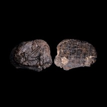 Jet Black Stare Poster  Two Sided - $26.99