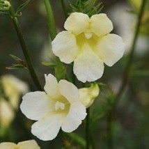 20 + Incarvillea Hardy Outdoor Gloxiny Flower Seeds / Cream Color Perennial  SS - £11.00 GBP