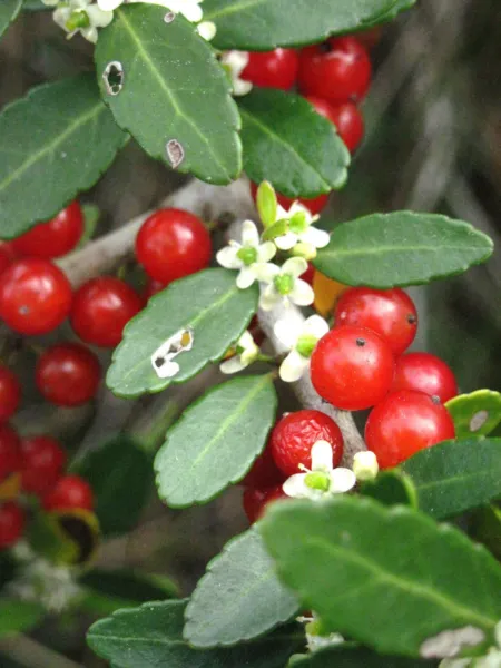 Ilex Cassine Dahoon Holly Florida Native Wild Tree Bonsai Shrub 15 Seeds Fresh G - £13.84 GBP