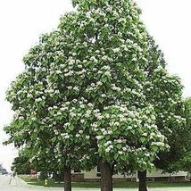 New Fresh 50 Northern Catalpa seeds - £17.69 GBP