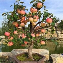 25 Seeds Dwarf Bonsai Apple Organic Mini Delicious Fruit Planter Tree Fr... - £7.98 GBP