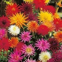 Hot 10 of Dahlia Cactus Mix Flower Seeds - £4.71 GBP