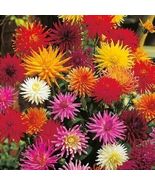 Hot 10 of Dahlia Cactus Mix Flower Seeds - £4.64 GBP