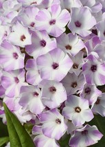 100 Lilac Star Phlox Seeds Fresh Seeds USA - £7.70 GBP