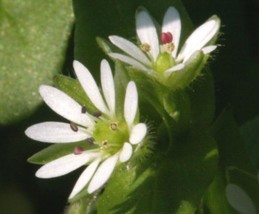 100 Chickweed Seeds  Stellaria Media  Non-Gmo Medicinal And Edible Plant - $5.67