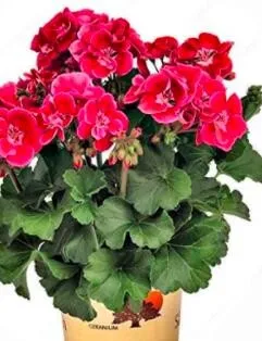 100 Seeds, Geranium Seeds Rose Red Flowers SH11519C - $43.98