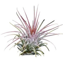 Tillandsia Plants USA Grown 3 Pack Air Plants Live Brand New Free Shippi... - £20.08 GBP