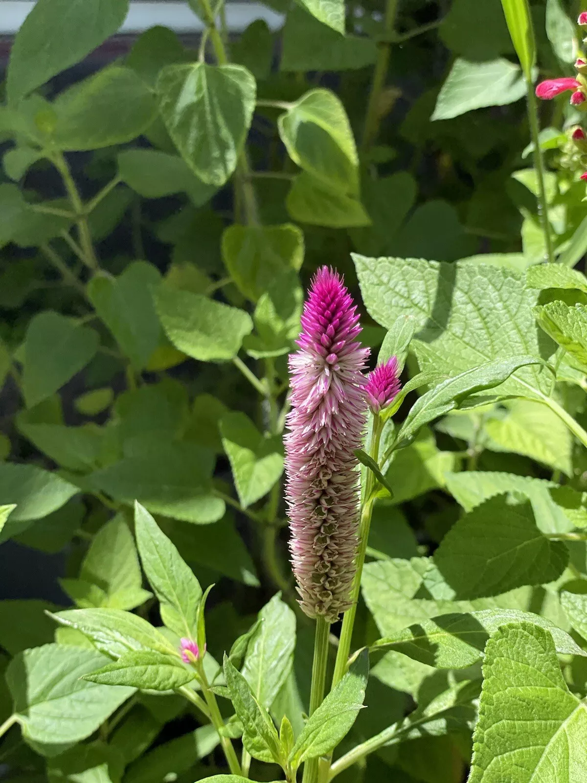 3 Amaranth Plants, Nectar Full Bee Attractive. Small Plant, Pink Blooms - £16.68 GBP