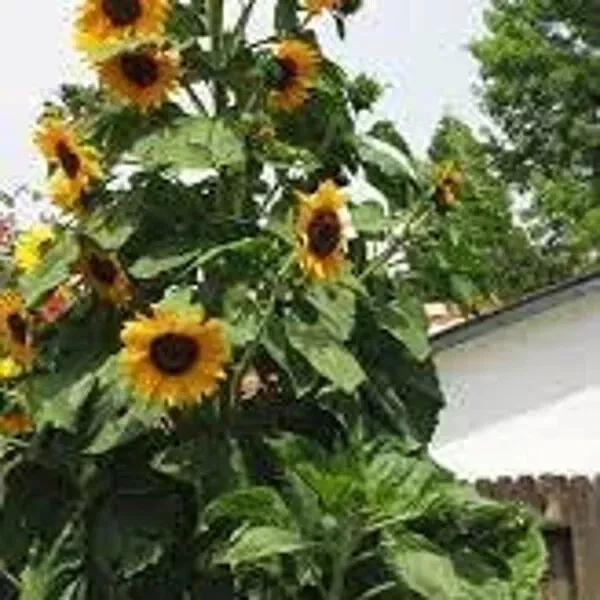 Skyscraper Organic Sunflower Seeds. USA 50  Seeds. Organic - $5.98