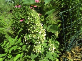 Sell Store 1000 Seeds Catnip From US - $8.87