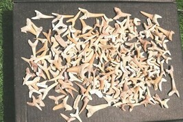 Genuine Shark Fossil Teeth – Ancient Marine Specimens for Collectors &amp; Kids - €29,84 EUR