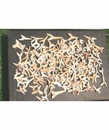 Genuine Shark Fossil Teeth – Ancient Marine Specimens for Collectors &amp; Kids - $34.65