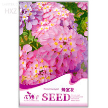 Candytuft Seeds Fragrant Iberis Amara Room Flower Bee Seeds 50 Seeds Bonsai Balc - $5.46