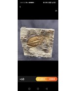 Rare Complete Trilobite, Paleontological Fossil - $4,894.10 MXN