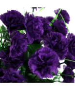 100 Dark Purple Carnation Seeds Dianthus Flowers Seed Flower Perennial - £11.83 GBP