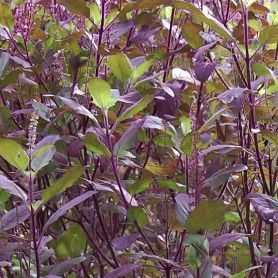 Red Leaf Holy Basil / Krishna Tulsi/Non-GMO Heirloom Herb Garden Fresh 5... - £8.21 GBP