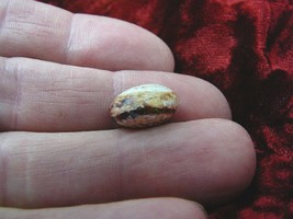 (O-590-33) Orange Mexican fire opal stone in matrix gemstone opals specimen - $323.59 MXN