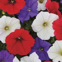 VP Red White Purple Mix Petunia Flowers Flower Bloom 50 Seeds - £3.18 GBP