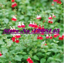 100pcs Salvia microphylla &#39; Hot Lips&#39;  - £7.77 GBP