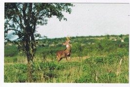Texas Postcard Game Animal White Tailed Deer Buck - £2.34 GBP