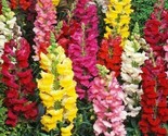 Snapdragon Flower Seeds 2000 Beautiful Tall Mixed Colors Garden Fast Shi... - £7.20 GBP