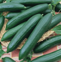 VN 50 Seeds Tendergreen Burpless Cucumber Seeds  Heirloom Garden Seeds - $9.60