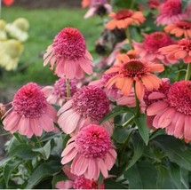 50 Rainbow Sherbert Coneflower Seeds Echinacea Perennial Flowers - £13.40 GBP