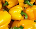 Yellow Bell Pepper Seeds 50 Golden California Wonder Sweet Pepper Fast S... - £7.20 GBP