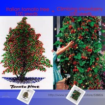 Italian Giant Tomato Tree Seeds 100 &amp; Red Climbing Strawberry Seeds 100 2 Packs  - £5.18 GBP