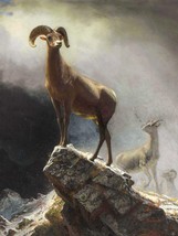 Rocky Mountain Sheep or Big Horn, Ovis, Montana by Albert Bierstadt + Ships Free - £30.68 GBP+