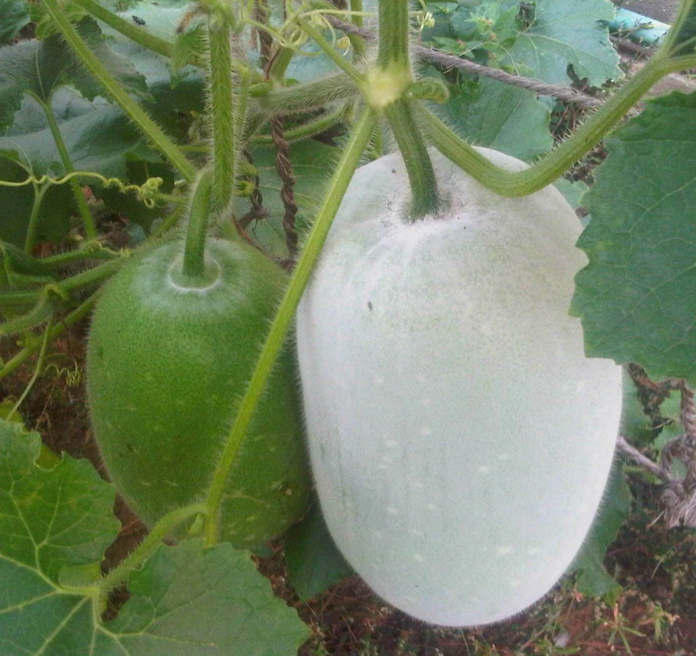 Benincasa hispida WAX GOURD Seeds! - $16.42