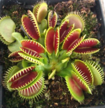 100Pcs Catchfly Potted Plant Seeds Garden Venus Fly Trap Insectivorous Plant   G - £4.30 GBP