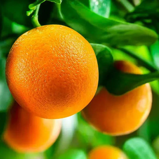 Dwarf Washington Navel Orange Tree 26-30&quot; Tall Live Citrus Plant Gallon - £106.22 GBP