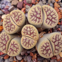 Lithops Schwantesii Cv.Nutwerk Seeds 10 Seeds 100% Right Varieties Living Stones - £5.49 GBP