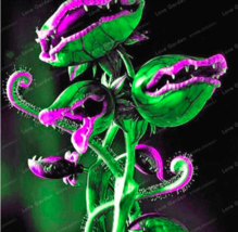 Venus Fly Trap Carnivorous Seed Dionaea Muscipula Cordyceps Color:3 - $12.68 CAD