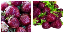 200 seeds Purple Wonder Strawberry Seeds, extra sweet berries - $21.99