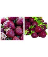 200 seeds Purple Wonder Strawberry Seeds, extra sweet berries - $29.97 CAD