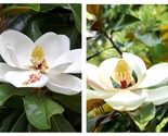 Bracken&#39;s Brown Beauty Southern Magnolia Tree 20-28 inch tall Well Rooted - $64.93