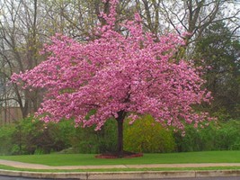 From US 5 Stella Cherry Tree Seeds Flowering Japanese Ornamental Gardn Pink Frag - £8.19 GBP